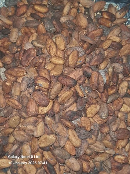 CACAO - Amelonado Fine Flavor